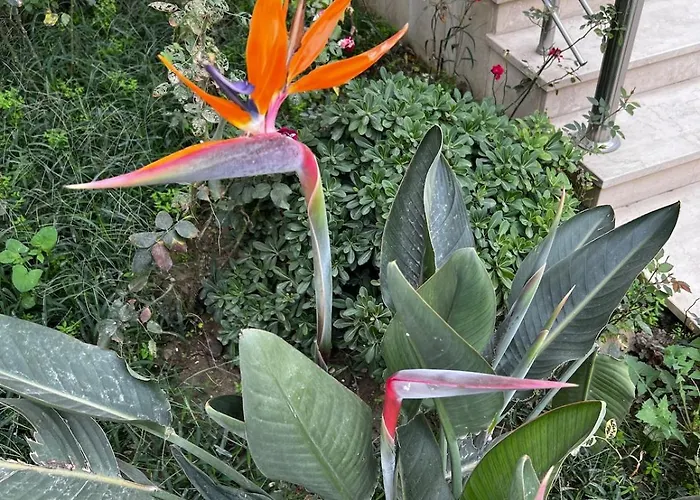 Three Above Sea Голем