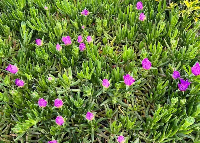 Lägenhet Three Above Sea