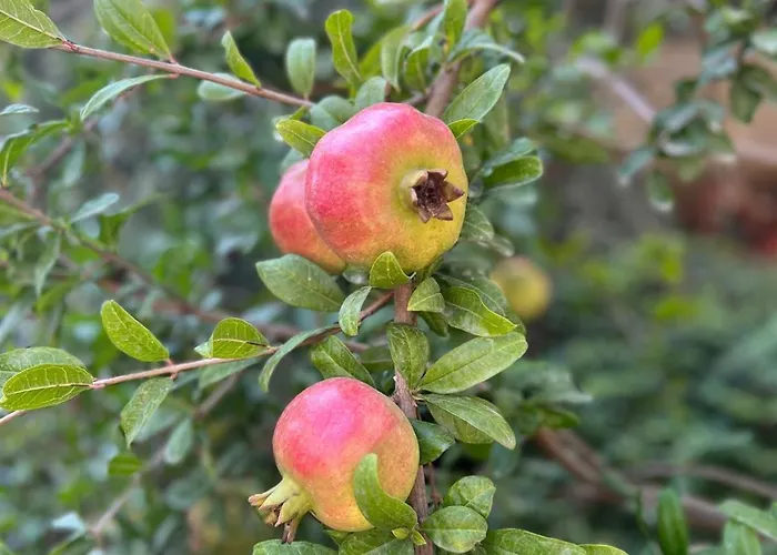 Three Above Sea Golem (Tirana)