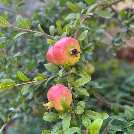 Three Above Sea Golem (Tirana)